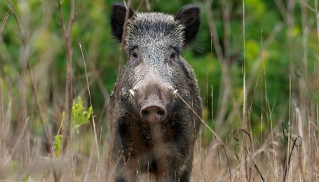  Foto Alessandro Calabrese