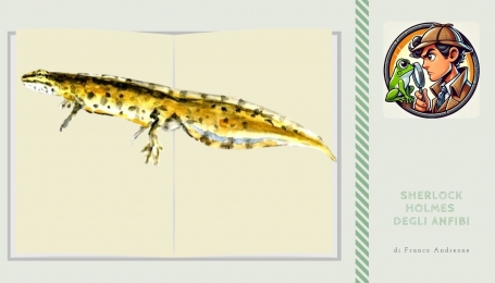 Un maschio in livrea riproduttiva di Lissotriton vulgaris meridionalis, altres&igrave; noto come tritone punteggiato o tritone comune in un acquerello | F. Andreone