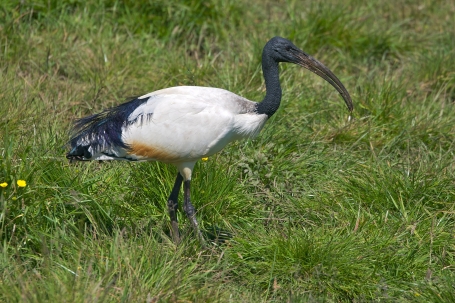 Ibis sacro - foto di G. Tee (Amsterdam)