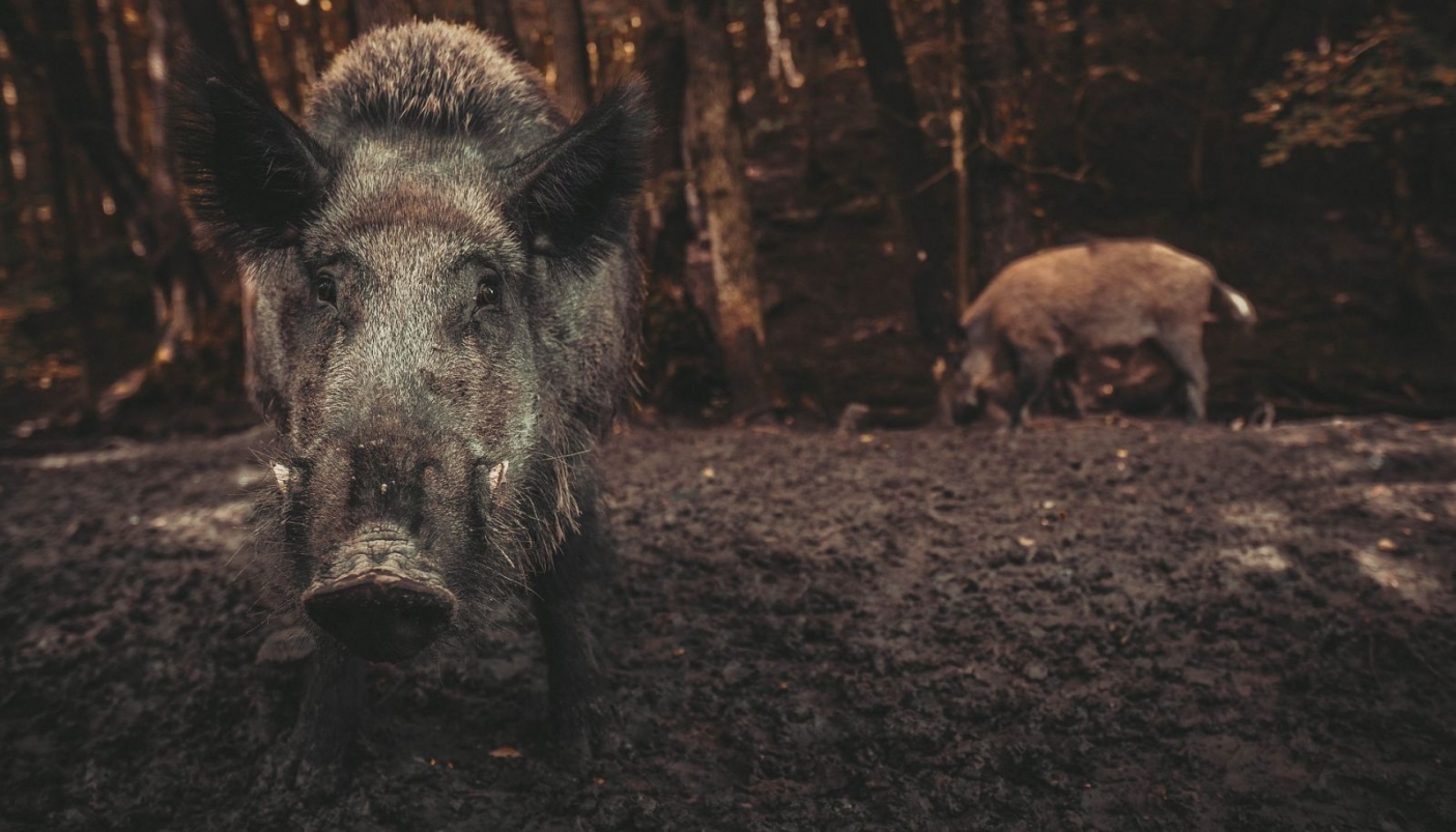 Cinghiali, ecco come li gestisce un parco