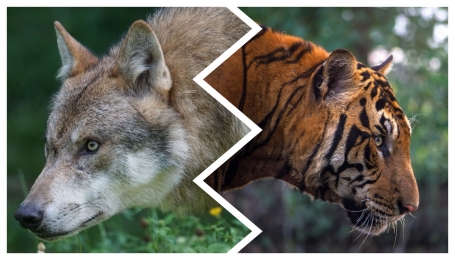 Metti una tigre del Bengala e un lupo sulle Alpi...