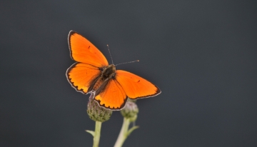 Lycaena dispar, maschio  | Foto R. Pegolo 