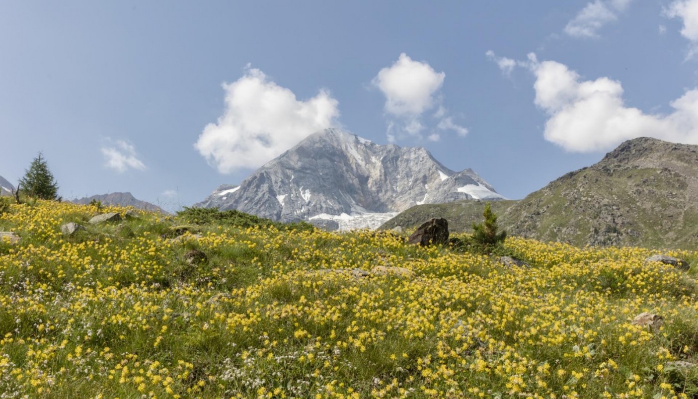 Veduta del parco dello Stelvio - Foto dal sito www.parconazionale-stelvio.it 