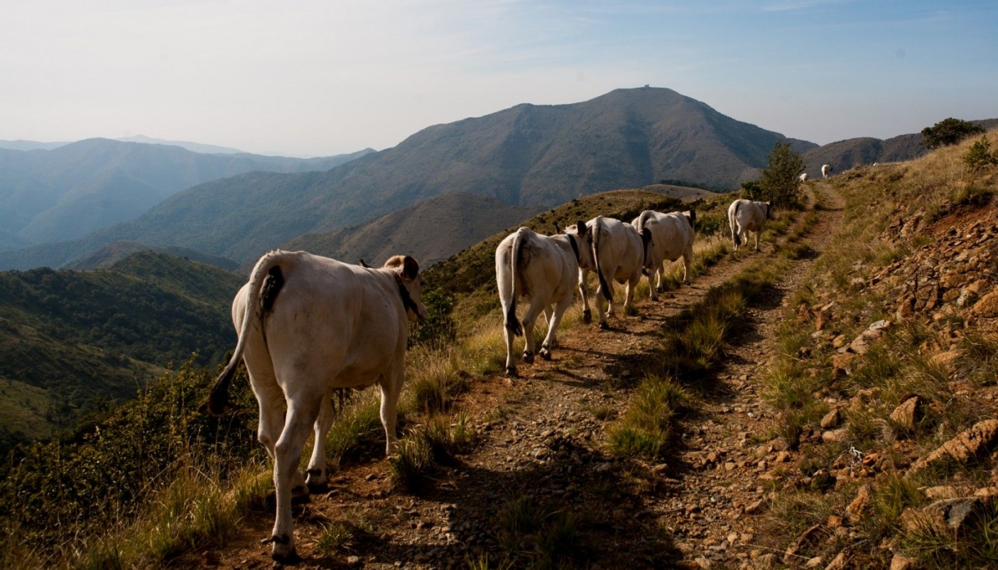 foto di Daniela Lenti - bovini razza piemontese in transumanza nelle Aree Protette dell&rsquo;Appennino Piemontese (az agr Cascina Soriassa di Fraconalto AL)