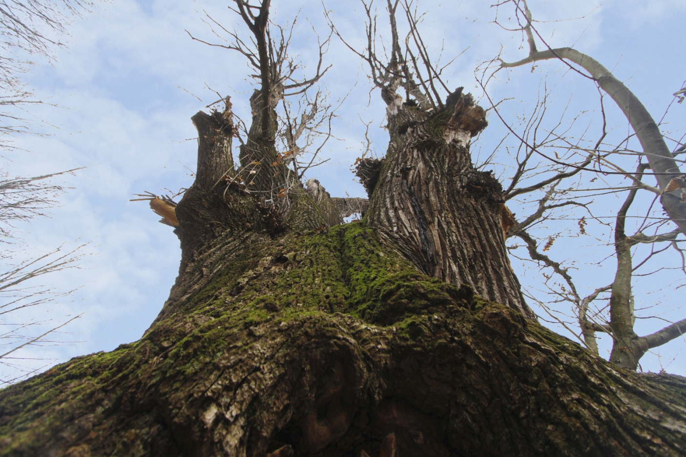 Il Castagno di Melle 