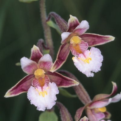 Alta Valle Belbo: natura di Langa