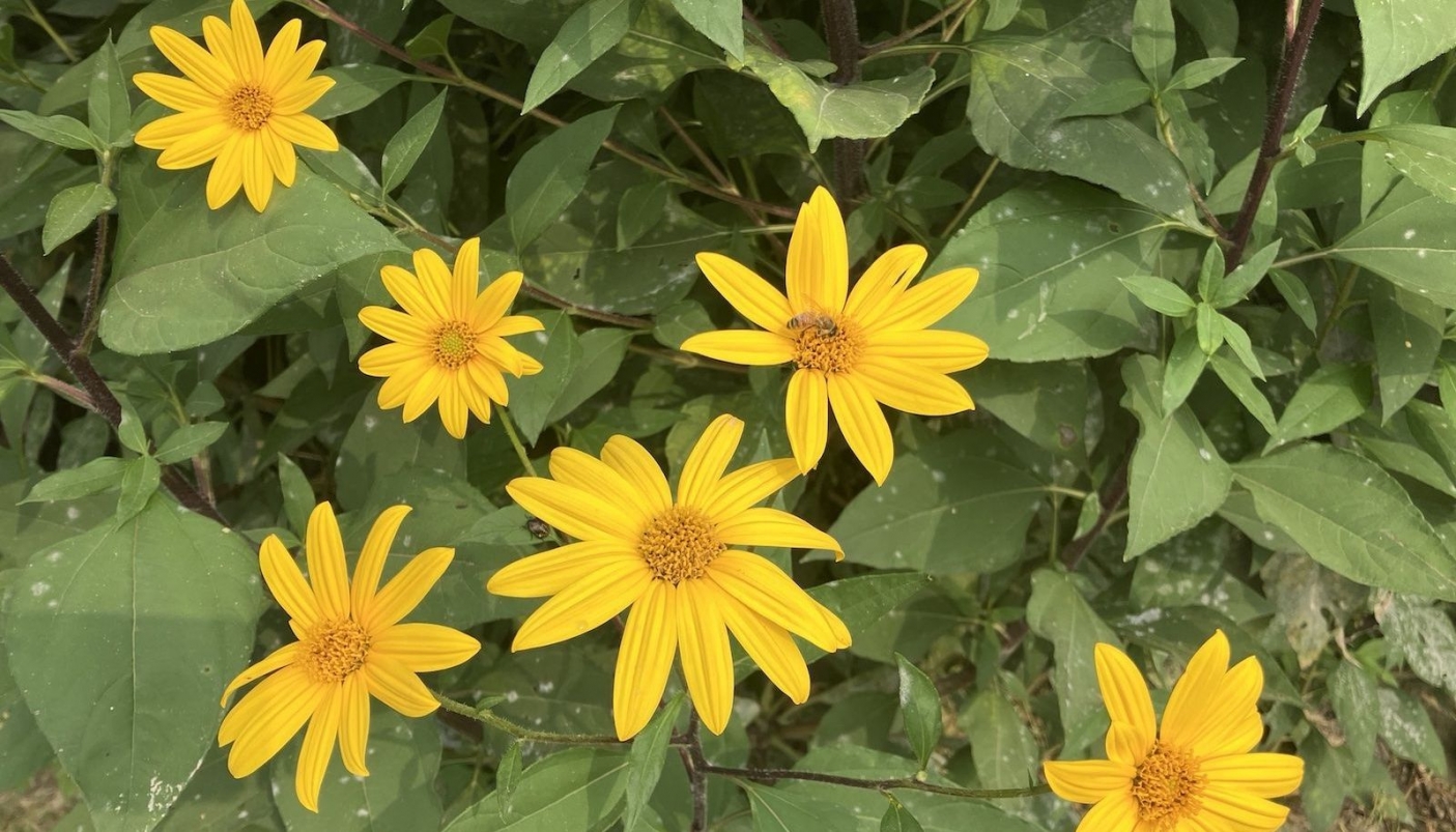 Fiori di topinambur - Foto C. Gromis di Trana 