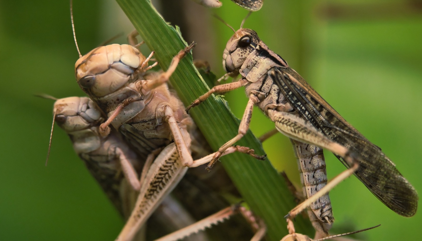 Immagine di locuste - Foto Pixabay 