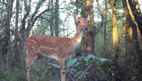 Femmina di Daino ripresa da fototrappola all'Oasi Costa Suragni  - Foto p.g.c. Associazione L'Arca del Re Cit