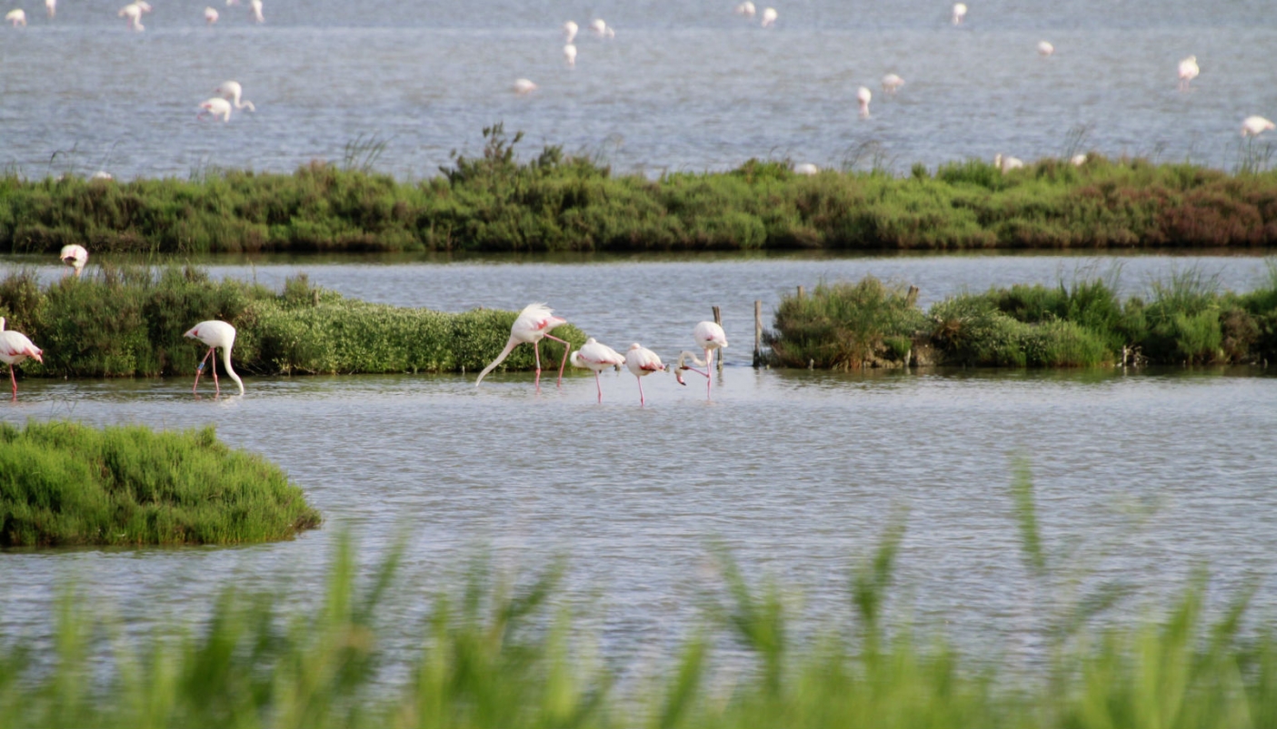 Fenicotteri rosa a Comacchio Foto Enrico Strocchi, Flckr CC - https://creativecommons.org/licenses/by-sa/2.0/