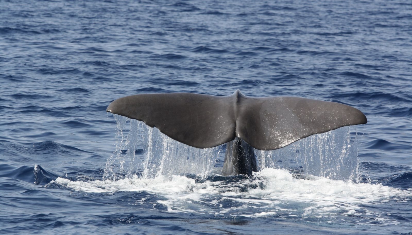 Coda di capodoglio - Foto Remonato p.g.c.Tethys 