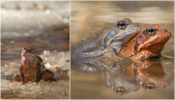 Rane temporarie (Foto M. Bertolini)