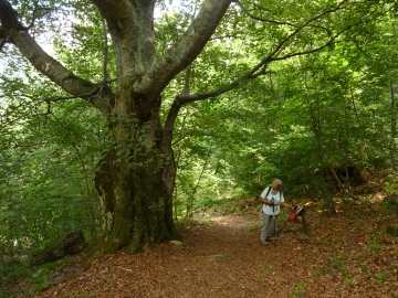 Il faggio pi&ugrave; grande del bosco bandito 