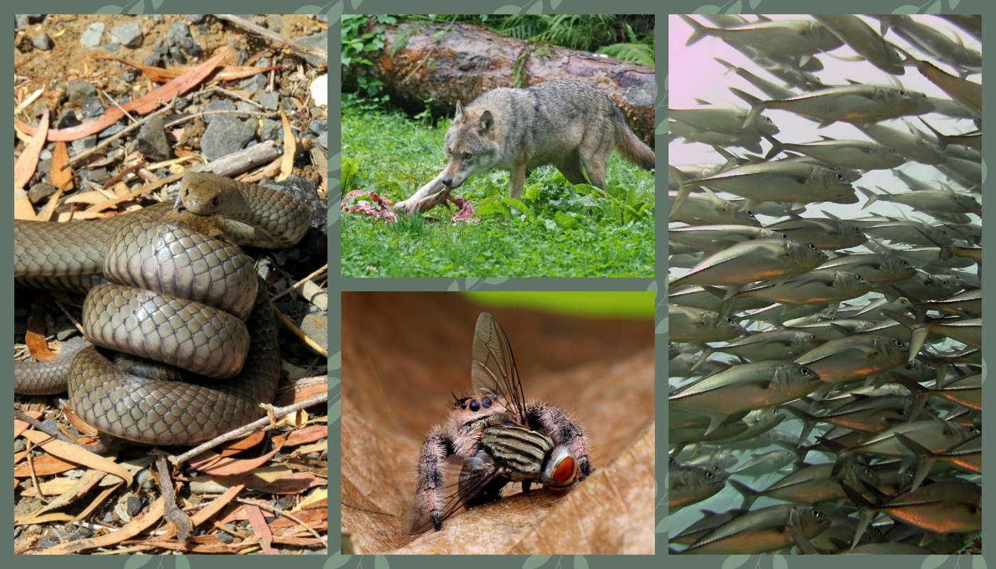 Il comune senso della predazione