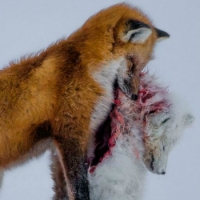 E&rsquo; solo questione d&rsquo;astuzia?