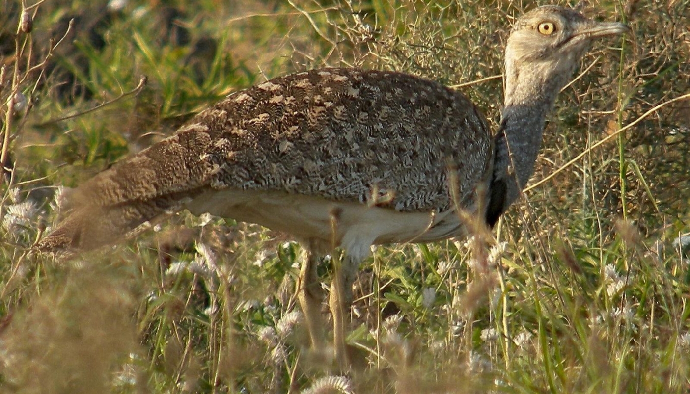 Un Ubara o uccello del deserto  - Foto F. Vassen - flickr creative commons