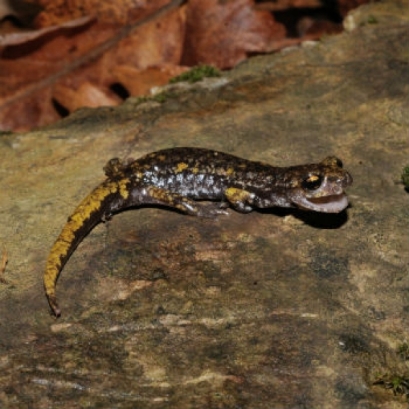 Geotritone di Strinati Foto di Giacomo Gola