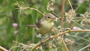Belangero - Canapino comune (Hyppolais polyglotta) con imbeccata