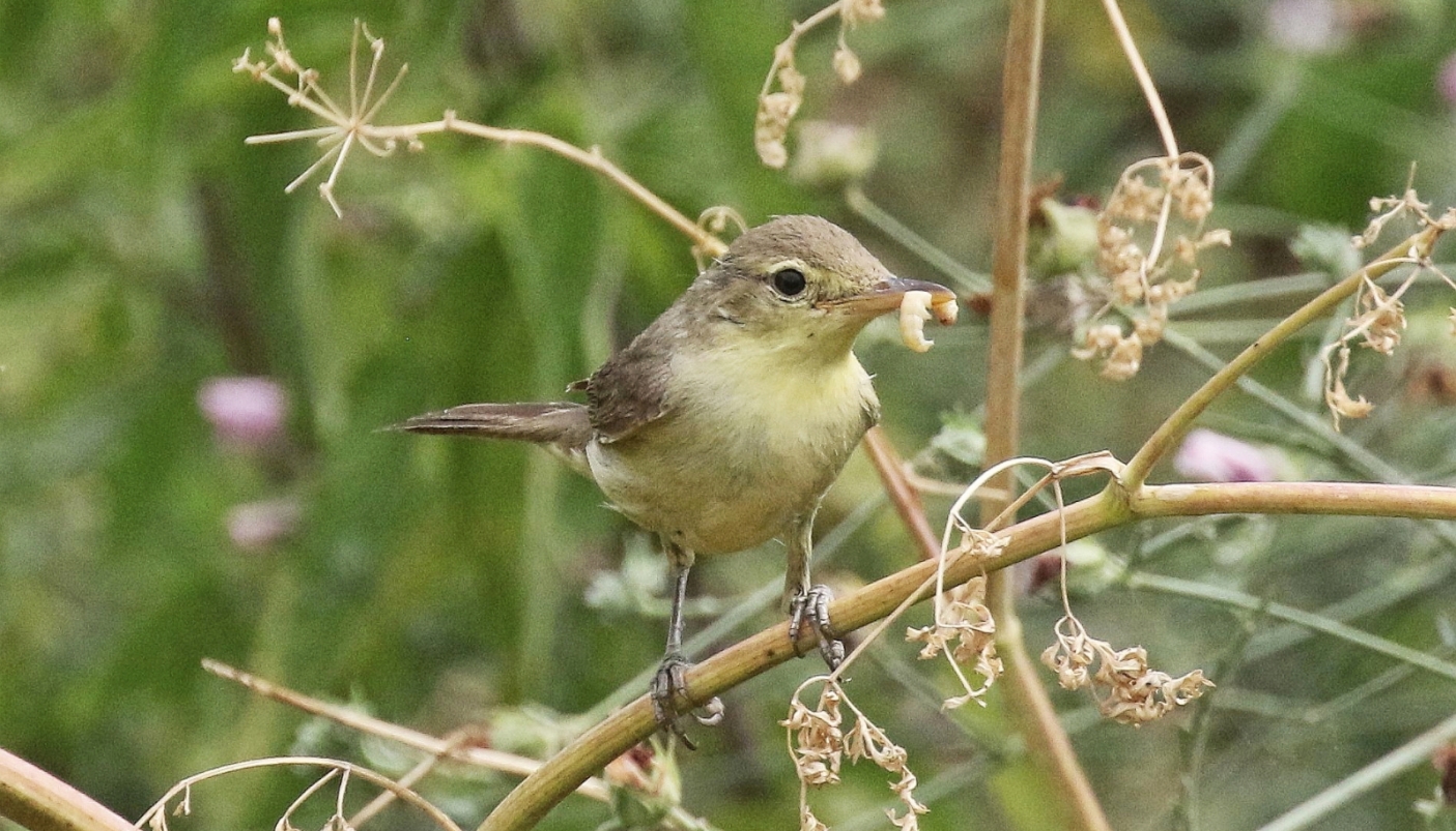 Belangero - Canapino comune (Hyppolais polyglotta) con imbeccata 