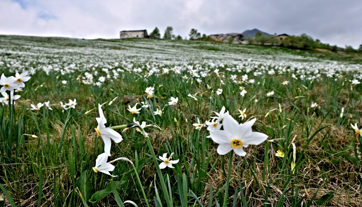 Foto A. Corr&agrave;