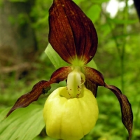 La biodiversit&agrave; vegetale, eccellenza delle Alpi Marittime
