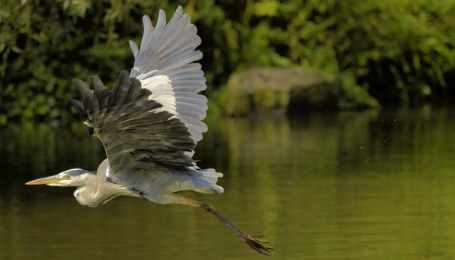 Airone cenerino in volo  