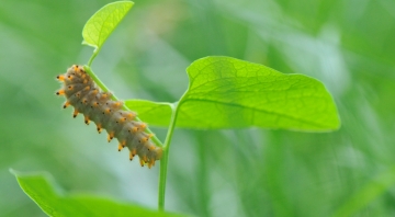 Bruco di Zerinzhia pollissena estinta al Ticino | Foto R. Pegolo