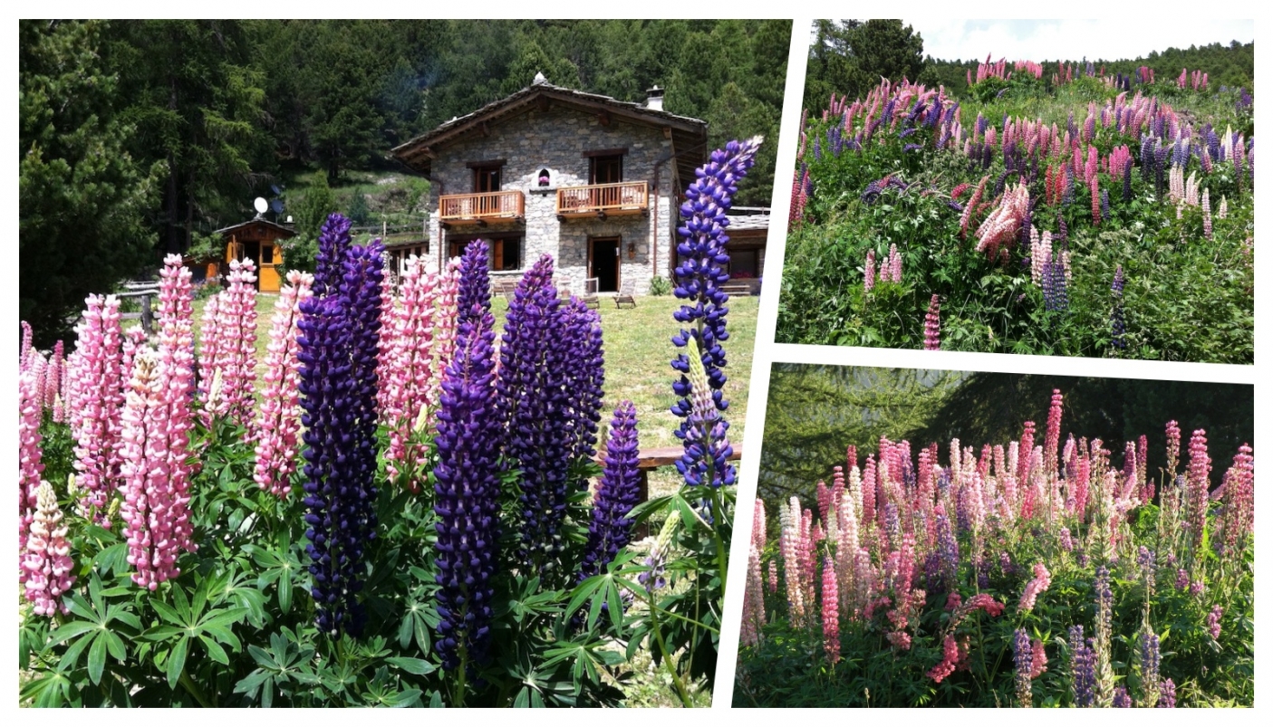Le distese di lupini in fiore | Foto C. Gromis di Trana 