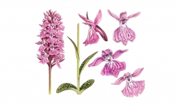 Un fundraising per le orchidee del Piemonte