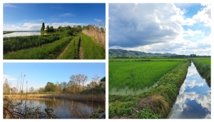 Da sx in alto (senso orario): ZPS Risaie vercellesi, Risaie a Palazzolo, Fontana Gigante - Foto P. Palazzolo