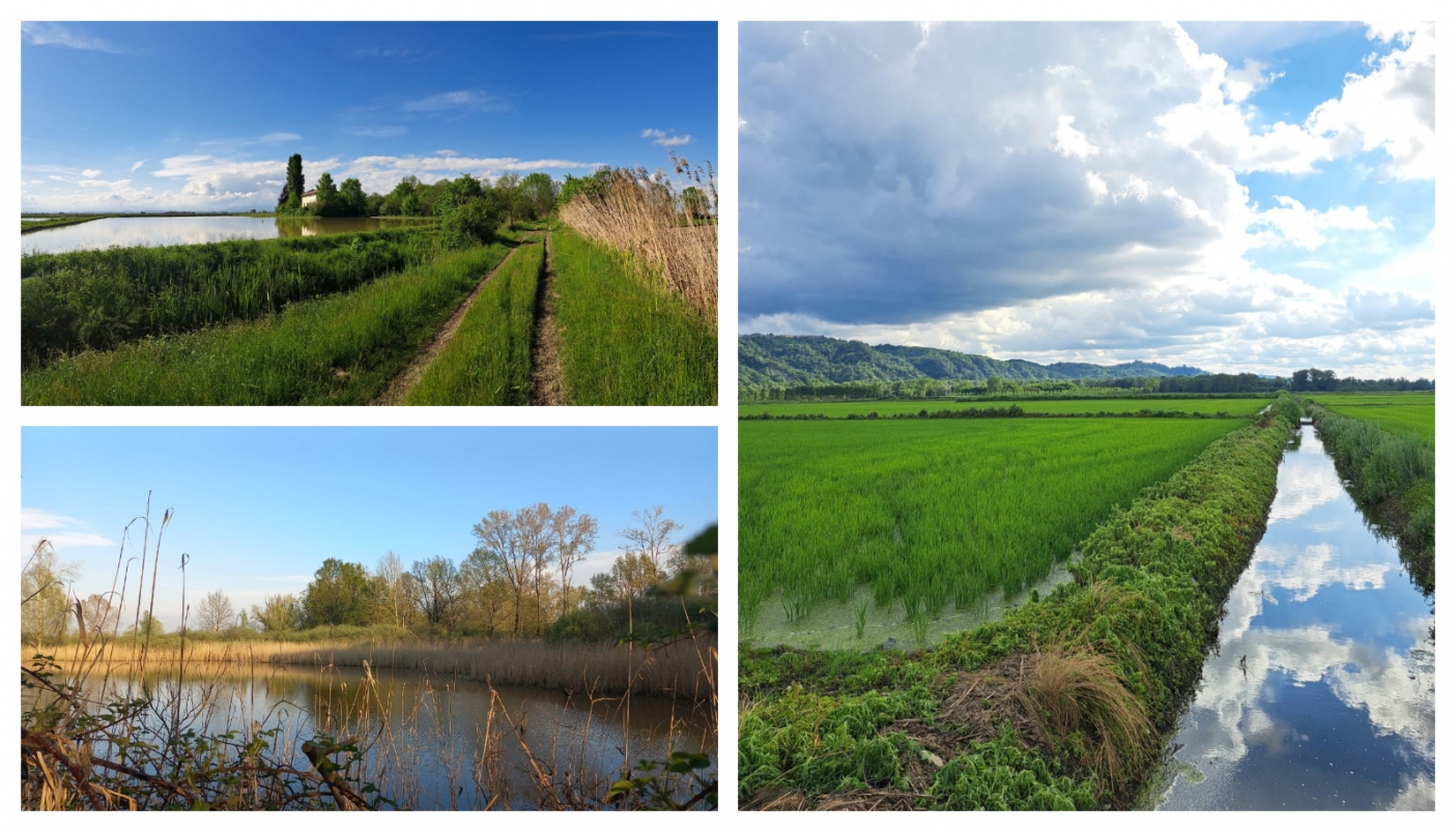 Da sx in alto (senso orario): ZPS Risaie vercellesi, Risaie a Palazzolo, Fontana Gigante - Foto P. Palazzolo 
