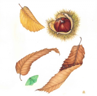 Disegnando&hellip; nel Parco delle capanne di Marcarolo