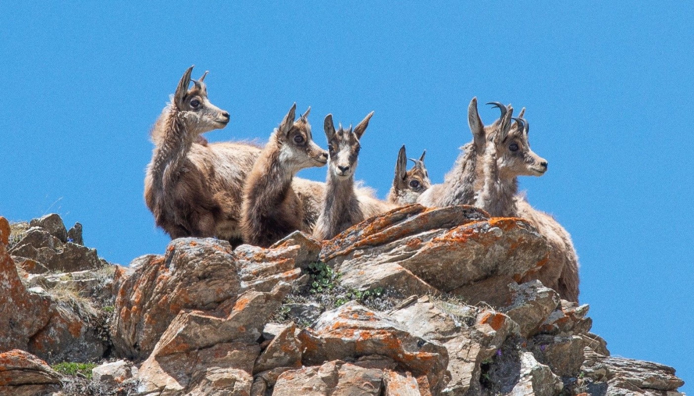 Giovani camosci in esplorazione su di una rupe  