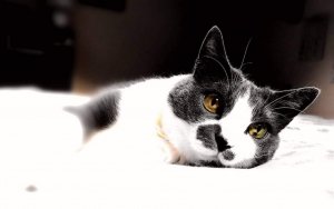 Grey, 15 anni "sovrana" dell'autrice 