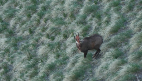 Il camoscio dal cappello a rete