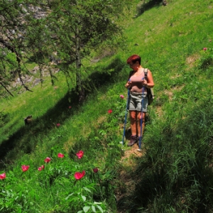 Il sentiero delle peonie