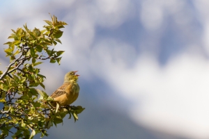 Ortolano  - Emberiza hortulana 
