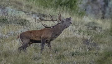 Cervo in bramito - Foto M. Giordano 