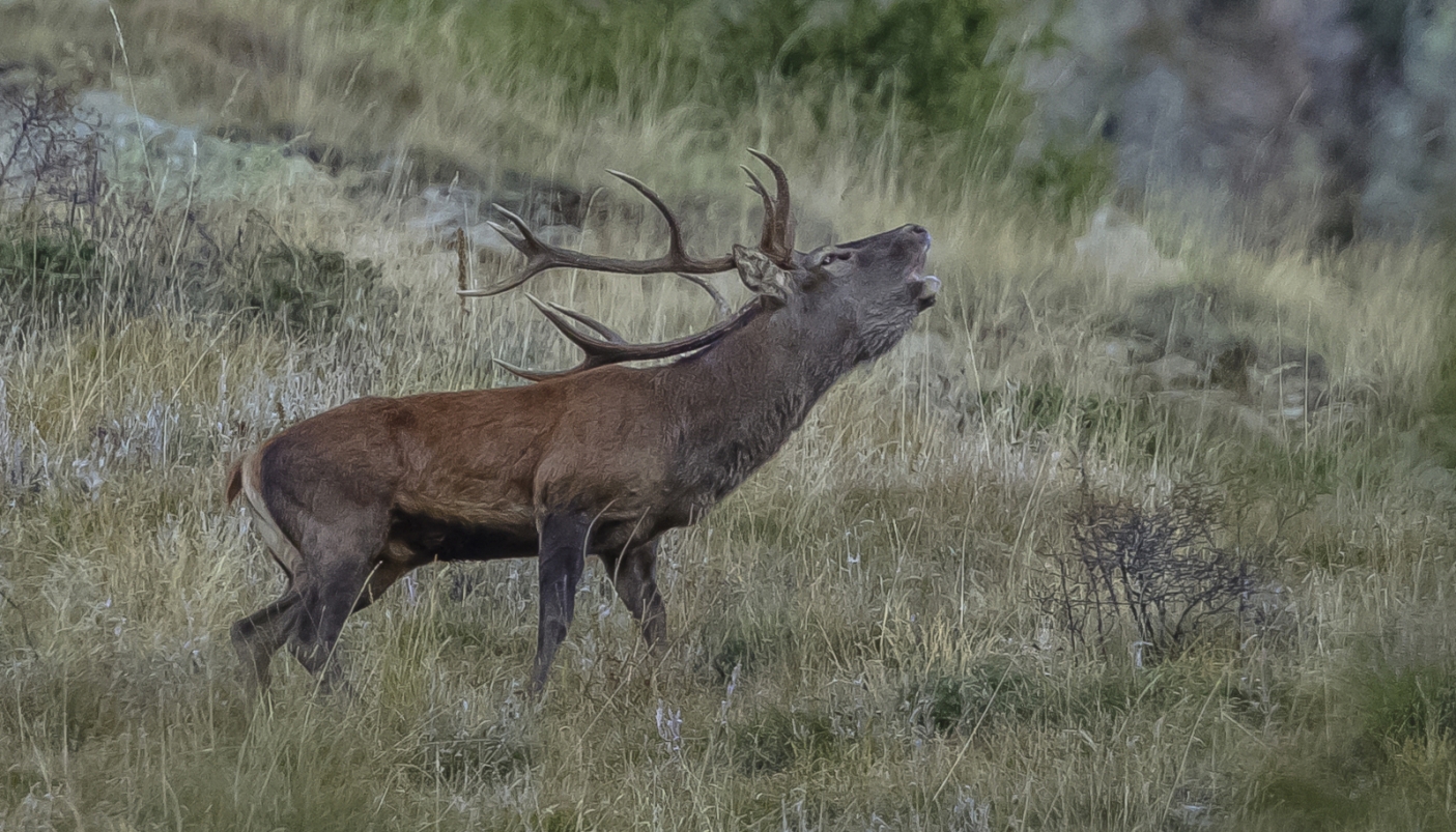 Cervo in bramito - Foto M. Giordano 