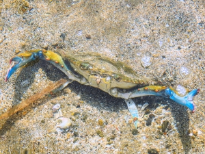 Granchio blu (Callinectes sapidus)