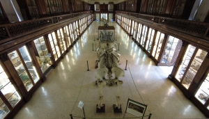 L'interno del Museo - Foto p.g.c. Museo Zoologico