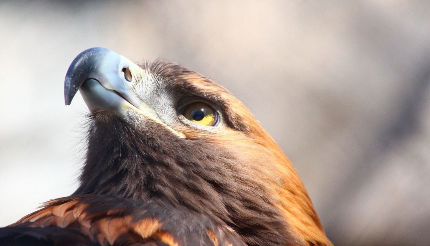 Primo piano di un'aquila reale - Foto Pixabay 