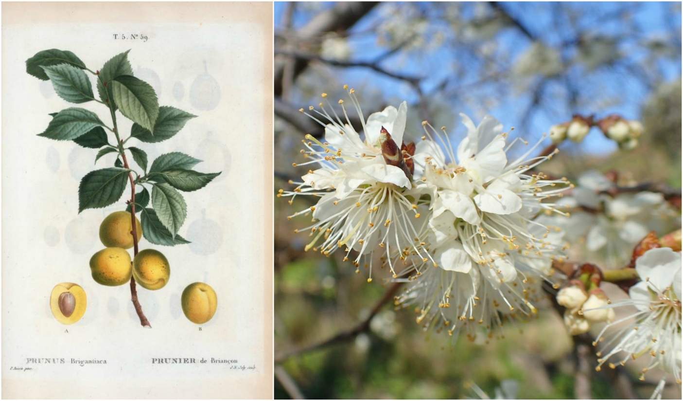 pruno del Delfinato Krzysztof Ziarnek, Kenraiz [CC BY-SA 4.0 (https://creativecommons.org/licenses/by-sa/4.0)]