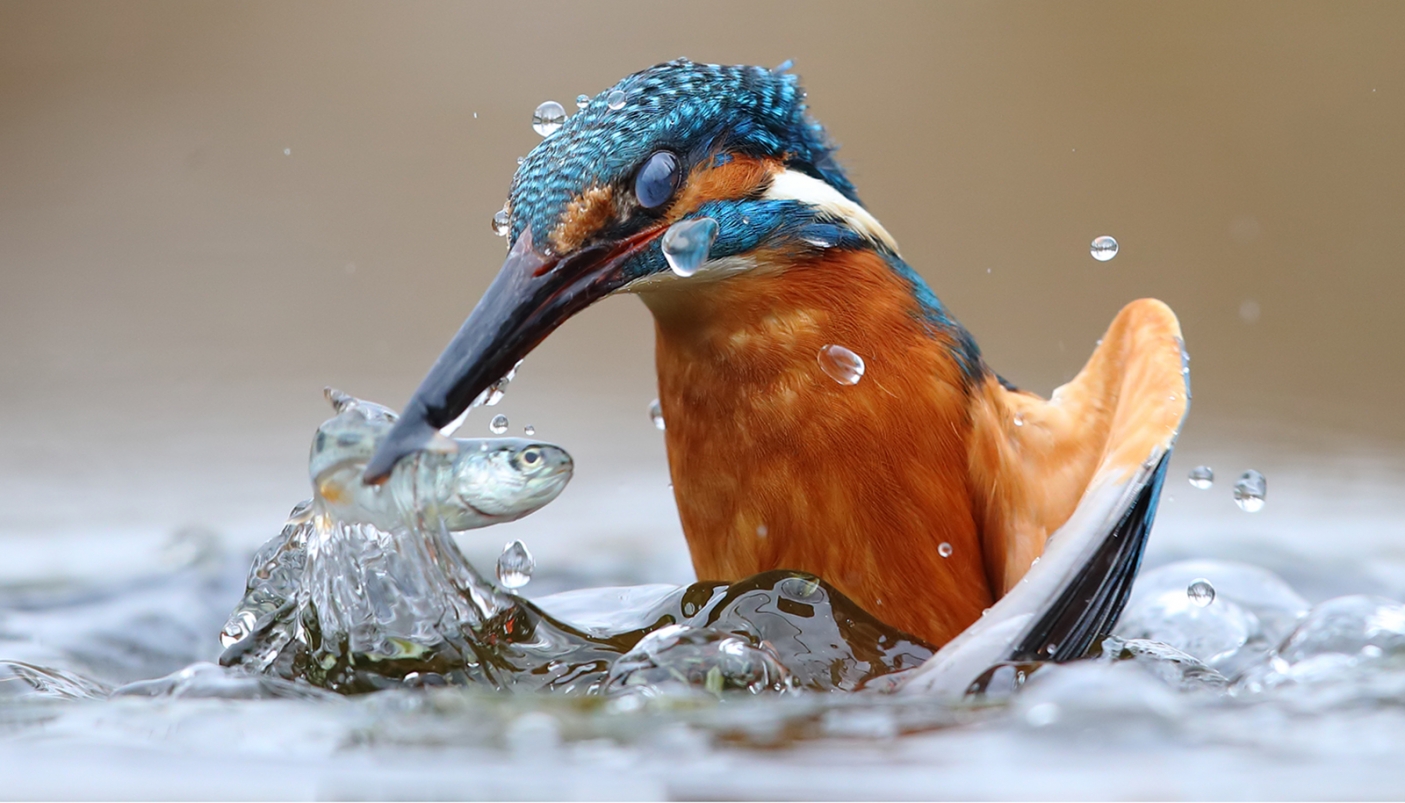 Martin pescatore durante la sua caccia. Riserve naturali e aree contigue della fascia fluviale del Po.  | Foto di L. Casale. Questa immagine ha vinto il 1 &deg; premio al concorso nazionale Italia di Wiki Loves Earth 2020