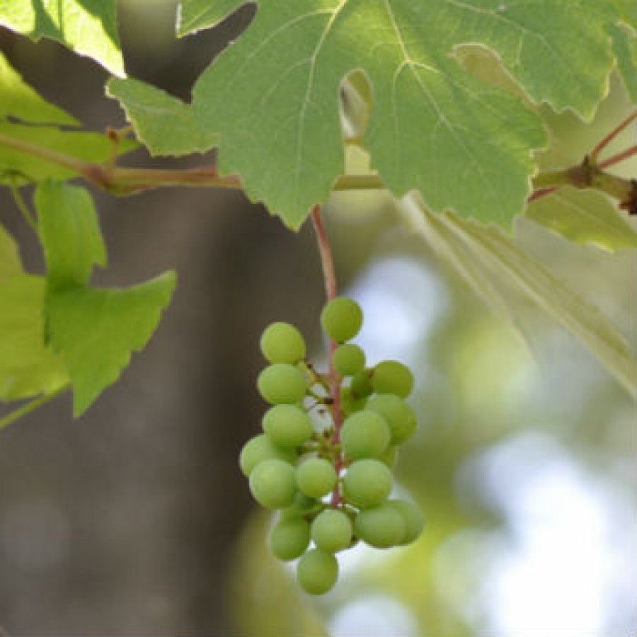 Vite selvatica, un progetto per preservare la biodiversit&agrave;
