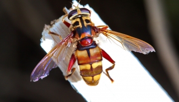 Milesia crabroniformis  - Foto E. Cazzuli