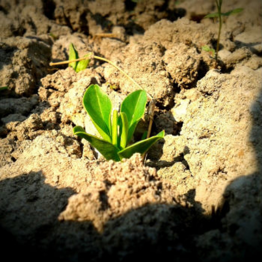 Un Paese a terra. A che punto &egrave; il consumo dei suoli in Italia?