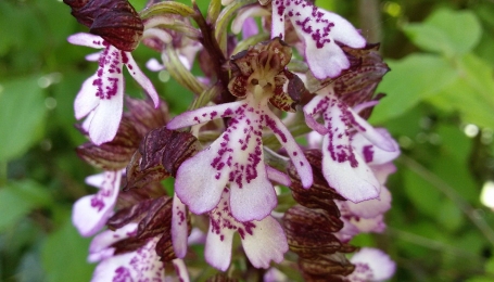 Orchidea selvatica - Foto R. Amelotti 