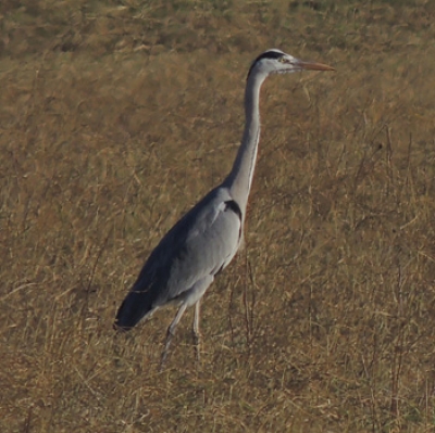 Crau, i sassi di Ercole