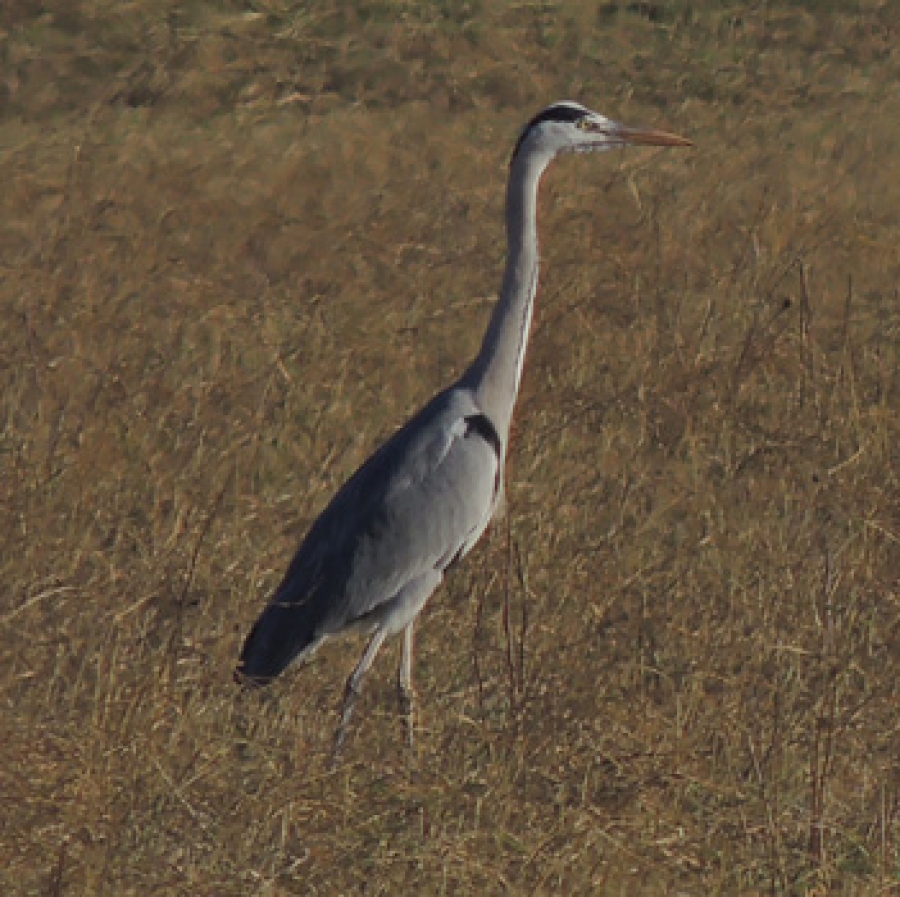 Crau, i sassi di Ercole